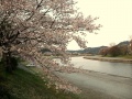 Isuzugawa Sakura.jpg