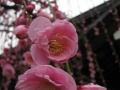 Plum Blossom.jpg