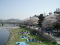Hanami.jpg