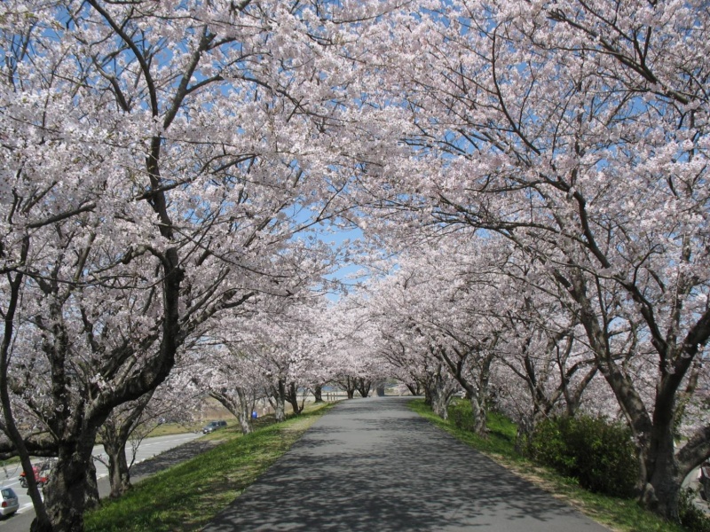 File:Miyagawa Sakura Tunnel.jpg
