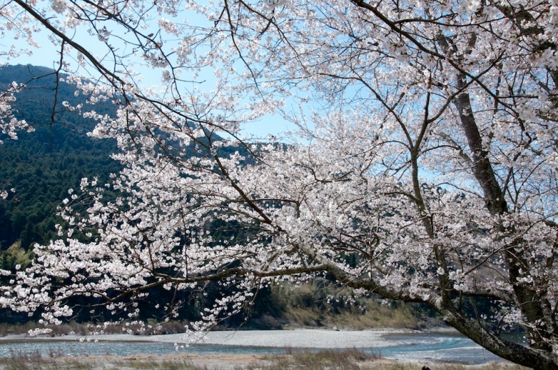File:Watarai Sakura.jpg